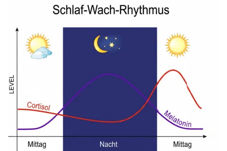 Wissenschaft · Cortisol-Kurve mit 2 Verläufen (normal vs. zu früher Anstieg ~3 Uhr), sachlich/lehrbuchartig