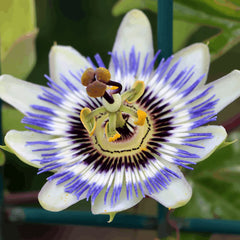 Passionsblume